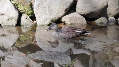 Swimming duck 001 Stock Footage 320669897