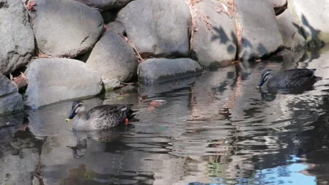 Swimming duck 002 Stock Footage 320669901