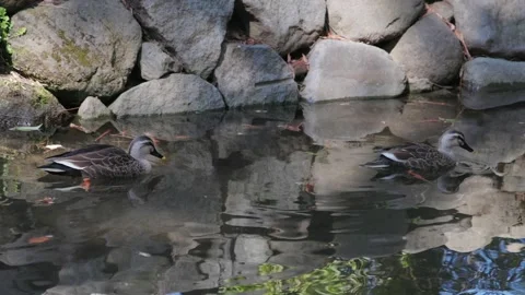 Swimming duck 003 Stock Footage 320669900
