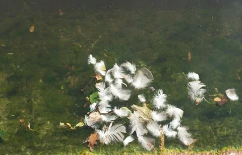 Swimming duck downs Stock Photos