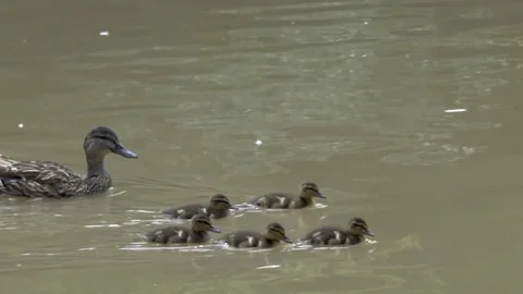 Swimming duck with ducklings Stock Footage