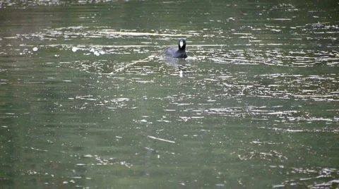 Swimming duck. Stock Footage 584107
