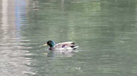 Swimming duck 스톡 동영상 5164355