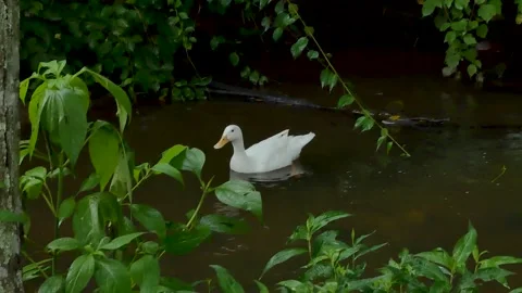 Swimming duck Stock Footage 159812572