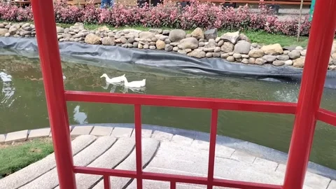 A swimming duck Stock Footage 255819973