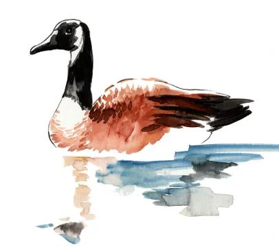 Swimming duck Stock Illustration