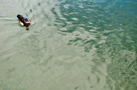 Swimming duck 写真素材