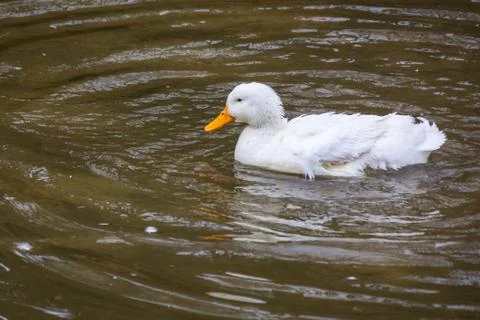 Swimming duck Stock Photos