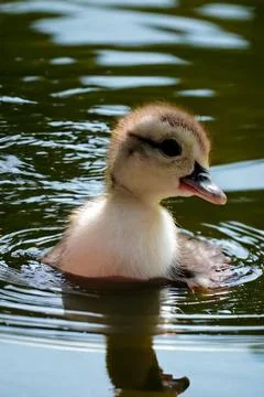 A swimming "Duck" Stock Photos