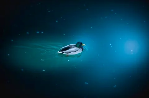 Swimming duck in the space Foto stock