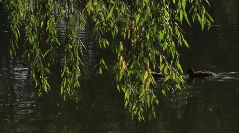 Swimming ducks behind willow branches 動画素材 68409161