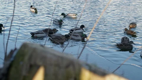 Swimming Ducks In Cold Winter Water Stock Footage 168905957