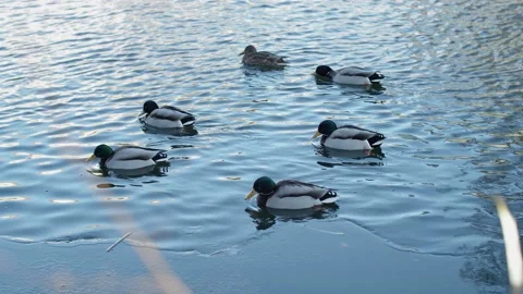 Swimming Ducks In Cold Winter Water Stock Footage 168905974