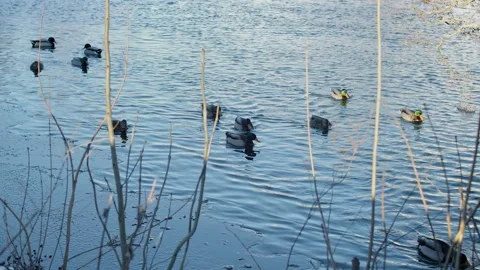 Swimming Ducks In Cold Winter Water Stock Footage 168905985