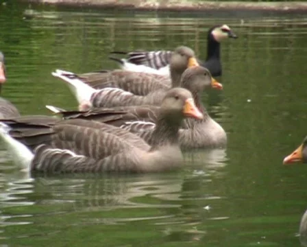 Swimming Ducks Видео 62763