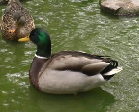 Swimming ducks Видео 62832