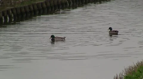 Swimming Ducks Stock Footage 2551982