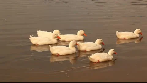 Swimming ducks Stock Footage 11123196