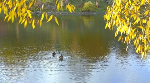 Swimming ducks. Stock Footage 49415834