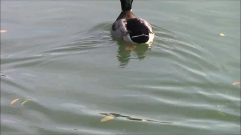 Swimming ducks Stock Footage 87173670