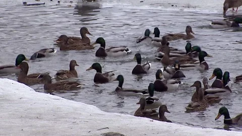 Swimming ducks Stock Footage 101031668