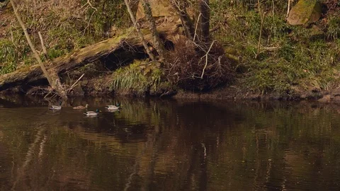 Swimming Ducks Vídeo Stock 126995339