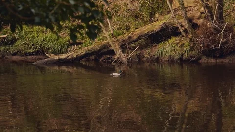 Swimming Ducks Vídeo Stock 126995682