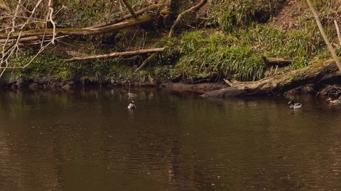 Swimming Ducks Stock Footage 126995690