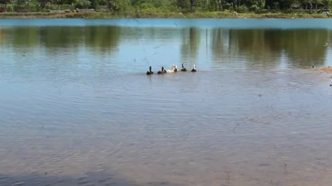 Swimming Ducks Video stock 242883422