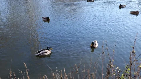 Swimming ducks Stock Footage 296074438