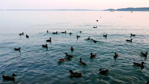 Swimming Ducks Stock Footage 296780675