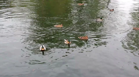 Swimming ducks on a lake Stock Footage 39269842