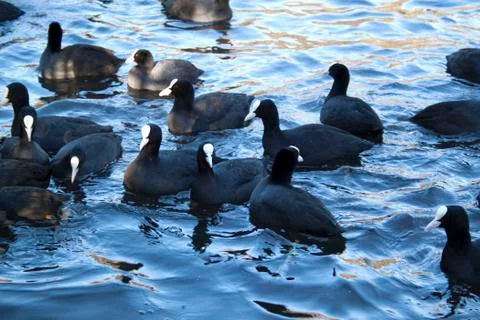 Swimming ducks Stock Photos
