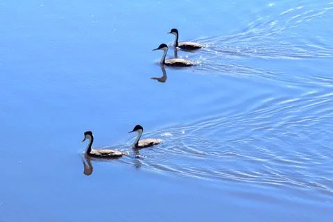 Swimming ducks Stock Photos