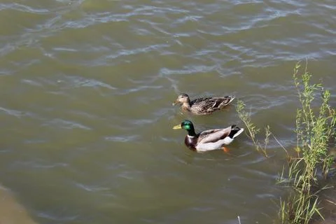 Swimming Ducks Stock Photos