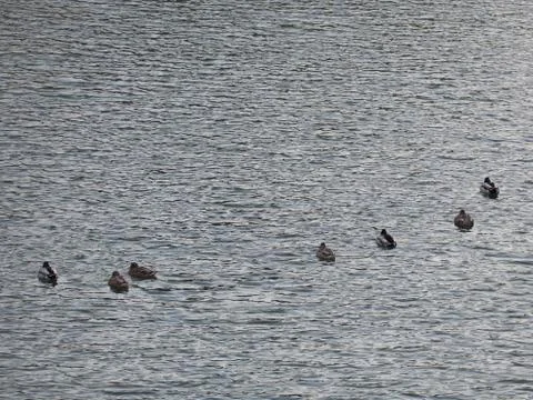 Swimming ducks Foto stock