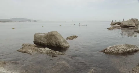 Swimming with ducks at the sea Stock Footage 171175700