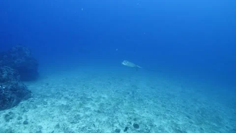 Swimming Eagle || Eagle Ray approaching Stock Footage 149965360