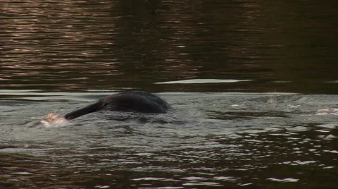 Swimming Elephant 스톡 동영상 47459685