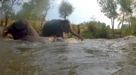 Swimming Elephants 库存影片 154365112
