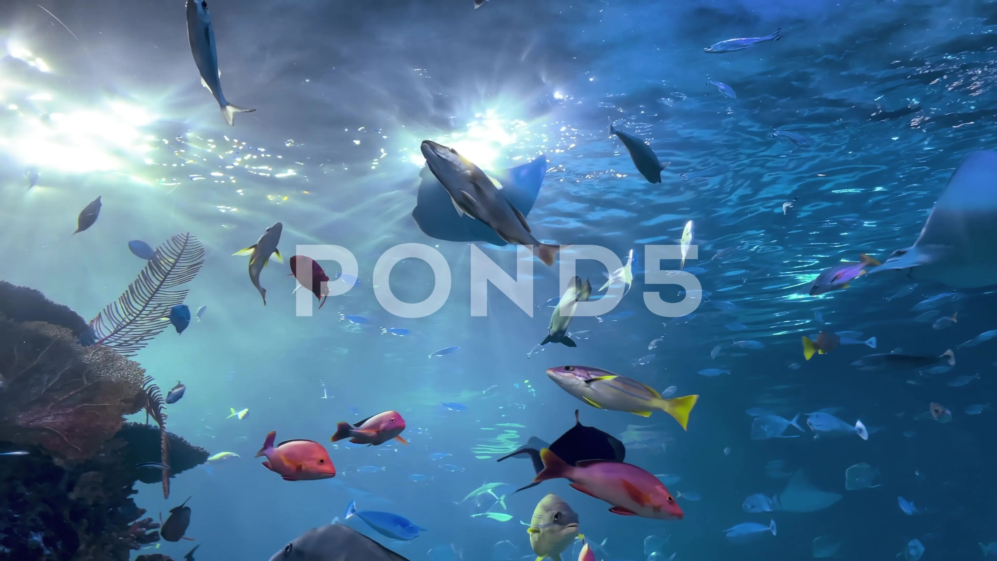 Moving Fish Wallpapers
