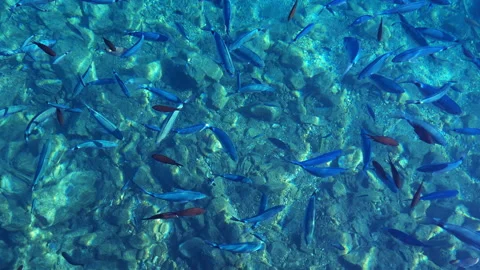 Swimming fish background. Stock Footage 220021650