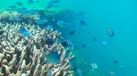 Swimming with fish Stock Footage 330697