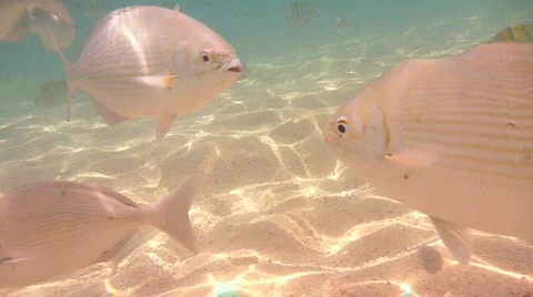 Swimming with Fish Stock Footage 725541