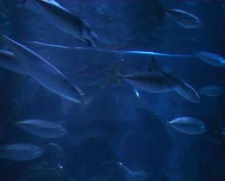 Swimming fish Stock Footage 1073607