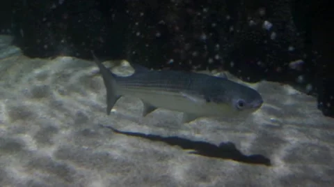 Swimming fish Video stock 10169662