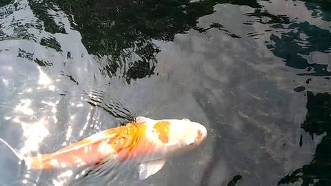 Swimming Fish Video stock 98273827