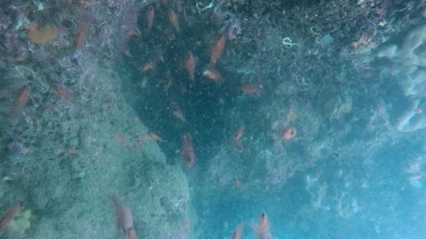 Swimming fish Stock Footage 122736430