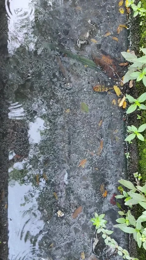 Swimming fish inside a drain Stock Footage 286916940