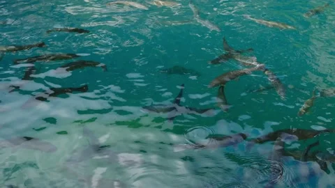 Swimming fish in Lake Blausee Stock-Footage 198706079
